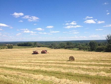 Grasses for grass fed beef - Nutrafarms Grasses for grass fed beef - Nutrafarms