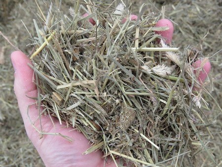 Mixture of Grasses for grass fed beef - Nutrafarms