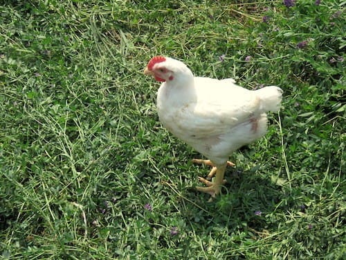 Pastured Chicken Farming in Ontario- Nutrafarms 1 To be considered pastured, birds must spend half of their lives outdoors.
