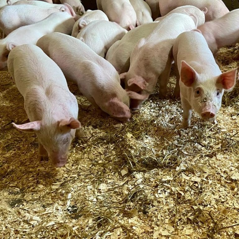 Local organic farms and farmers near me - Nutrafarms - Our Farms Pigs