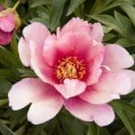 Nutrafarms customer reviews and testimonials - Peony