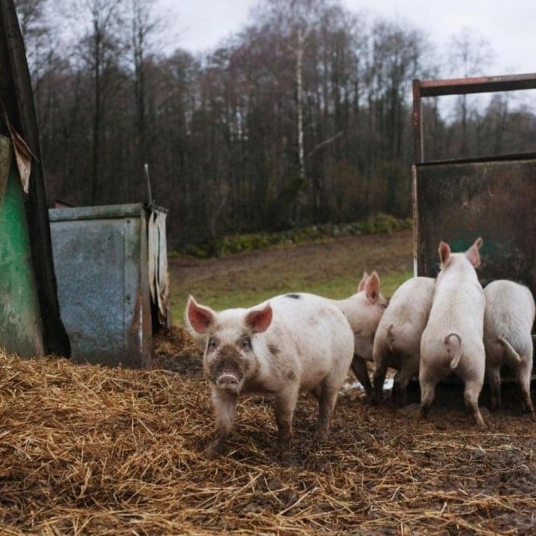 Ontario Raised Cage Free Organic Pork Farm Near Me - Nutrafarms - Cage Free Pork 2 Ontario Raised Cage Free Organic Pork Farm Near Me - Nutrafarms - Cage Free Pork 2