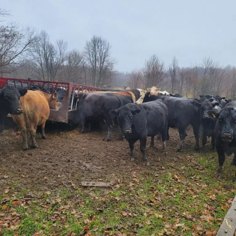 Ontario Raised Grass Fed Beef Farm Near Me - Nutrafarms - Grass Fed Beef 1