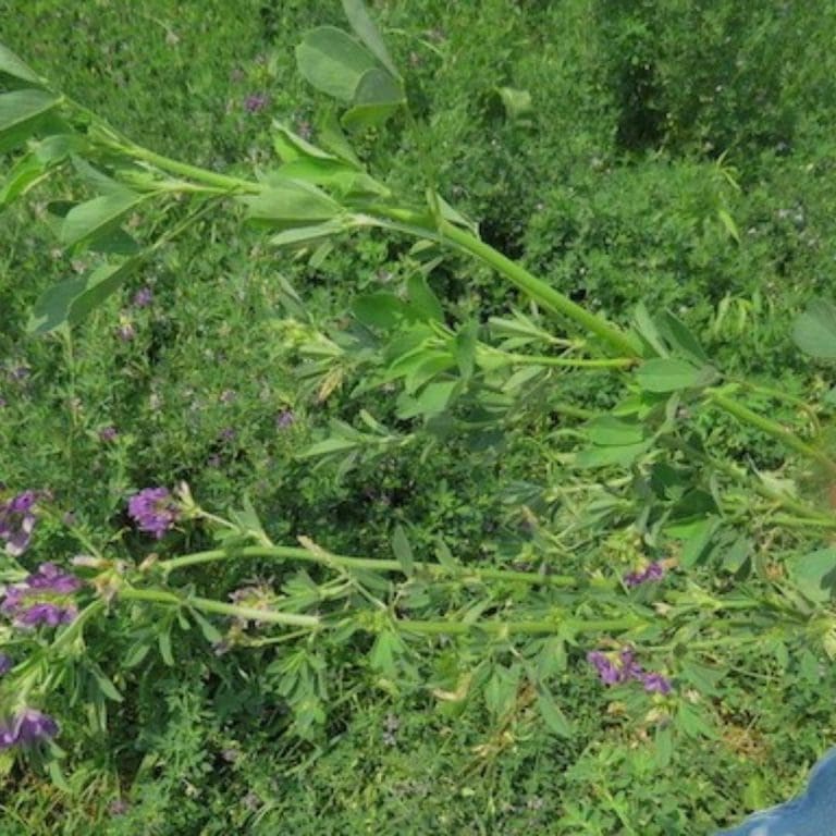 Ontario Raised Pastured Chicken Farm Near Me - Nutrafarms - Pastured Chicken 3 Ontario Raised Pastured Chicken Farm Near Me - Nutrafarms - Pastured Chicken 3
