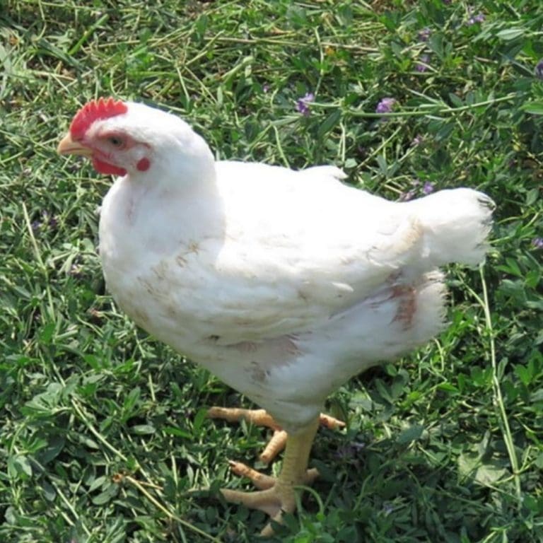 Ontario Raised Pastured Chicken Farm Near Me - Nutrafarms - Pastured Chicken 5 Ontario Raised Pastured Chicken Farm Near Me - Nutrafarms - Pastured Chicken 5